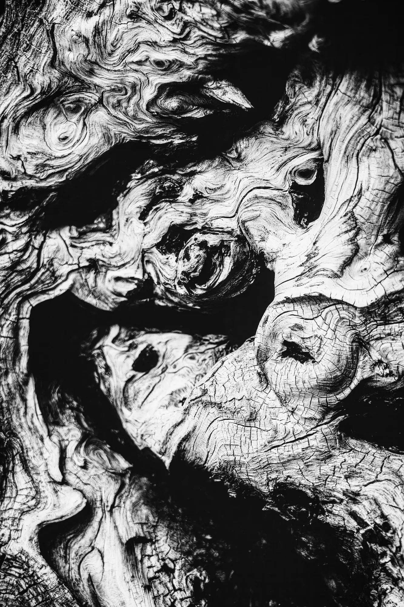 Heartwood