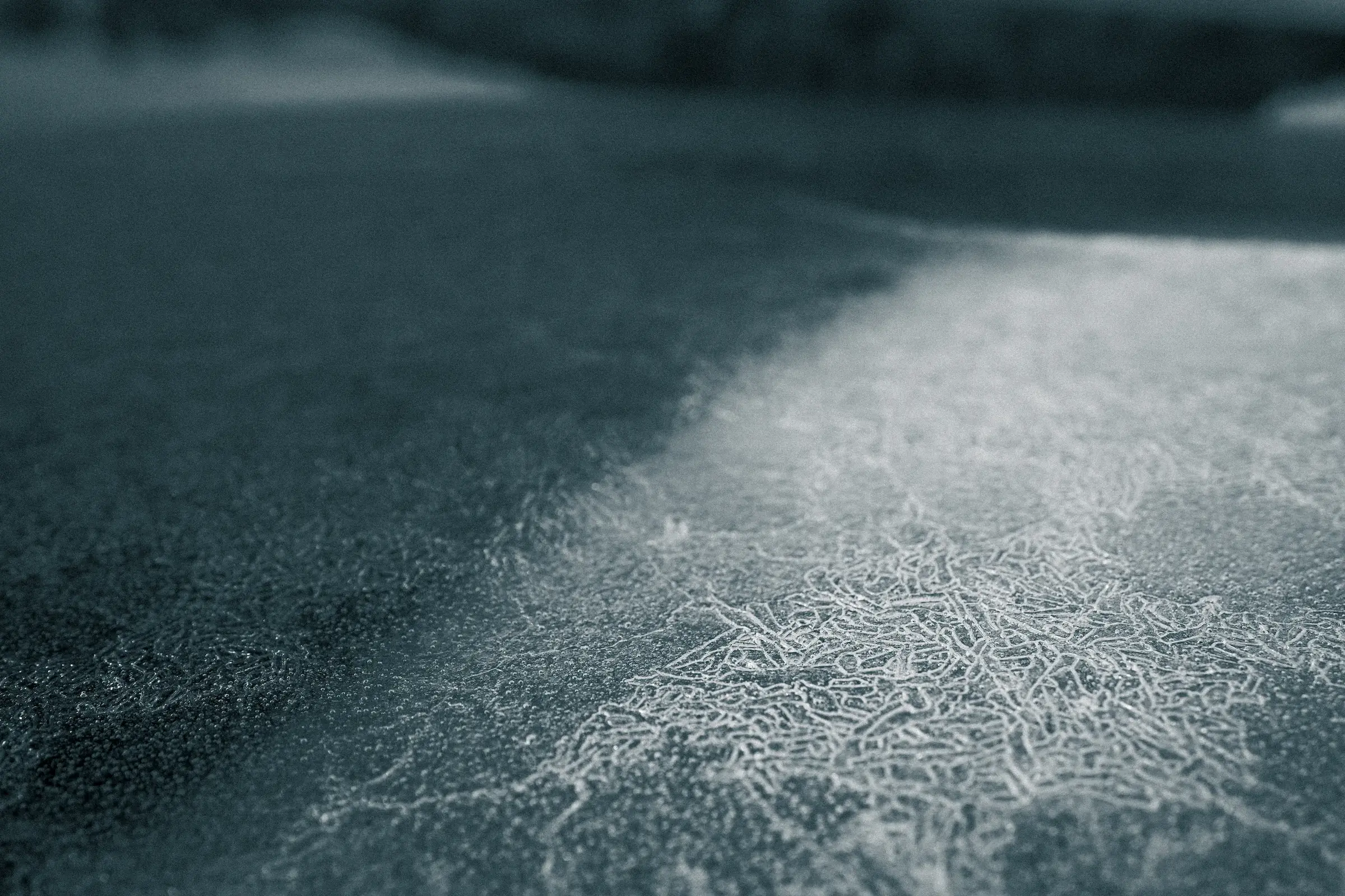 Silver Bark