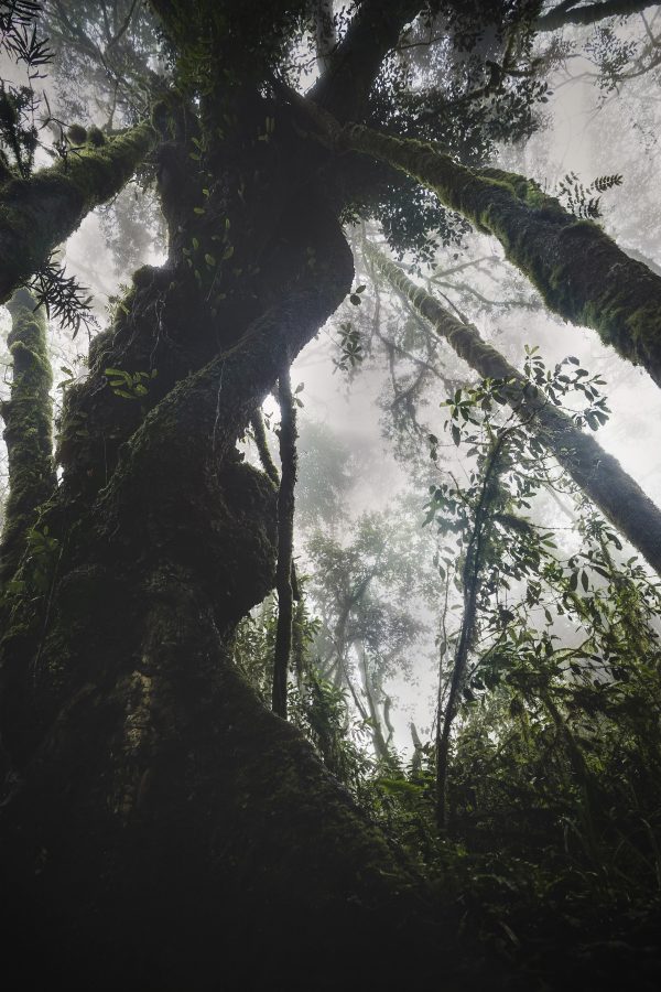 Kilimanjaro rainforest photography, lower rainforest Tanzania, fine art forest print, misty rainforest artwork, African nature photography, moss-covered tree photography, exclusive fine art prints, nature-inspired wall art, luxury landscape art, serene forest decor, limited edition Kilimanjaro print, atmospheric rainforest photo, African wildlife photography, lush green forest art, high-quality fine art decor, bespoke nature photography, rainforest canopy artwork, art for luxury interiors, collector’s fine art print, calming nature-inspired art