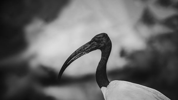 sacred ibis photography, black-and-white bird photography, fine art wildlife photo, minimalist bird print, luxury bird artwork, ibis fine art print, exclusive art for collectors, Egyptian mythology art, monochromatic wildlife photography, high-end wildlife art, ibis portrait, avian fine art, gallery-worthy wildlife art, luxury home decor art, artistic wildlife print