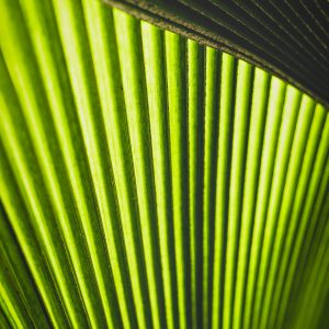 palm leaf, green texture, botanical art, nature photography, tropical decor, organic wall art, modern abstract photography, luxury art, minimalist green prints, plant textures, artistic photography, natural patterns, high-end prints, vibrant photography, exclusive fine art