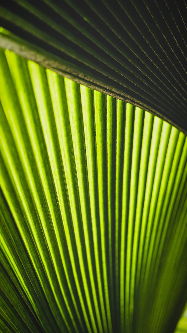 palm leaf, green texture, botanical art, nature photography, tropical decor, organic wall art, modern abstract photography, luxury art, minimalist green prints, plant textures, artistic photography, natural patterns, high-end prints, vibrant photography, exclusive fine art