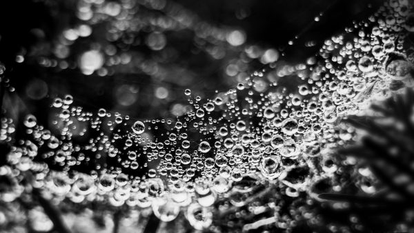 black and white macro photography, dewdrops on spider web, abstract nature photography, fine art macro print, monochrome dewdrops, intricate water droplets photo, close-up nature art, black and white wall art, delicate spider web photo, detailed macro nature art, artistic nature photo, dewdrop reflections photography, modern fine art print, macro photography artwork, water droplets abstract art, limited edition nature photo, natural minimalism art, ethereal black and white photo, unique nature photography, macro fine art print