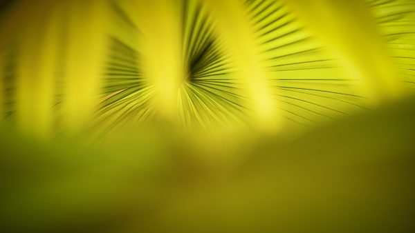 tropical abstract, nature photography, yellow and green tones, palm art, limited-edition tropical print, minimalist tropical wall art, palm leaf close-up, vibrant wall decor, fine art leaves